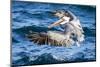 Ecuador, Galapagos Islands, North Seymour Island, Brown Pelican Flying-Ellen Goff-Mounted Photographic Print