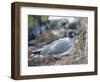 Ecuador, Galapagos Islands, North Seymour Island. Swallow-Tailed Gull-Kevin Oke-Framed Photographic Print