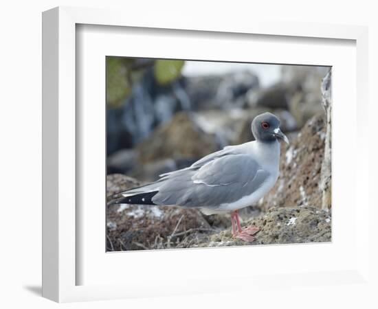 Ecuador, Galapagos Islands, North Seymour Island. Swallow-Tailed Gull-Kevin Oke-Framed Photographic Print