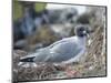 Ecuador, Galapagos Islands, North Seymour Island. Swallow-Tailed Gull-Kevin Oke-Mounted Photographic Print