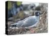 Ecuador, Galapagos Islands, North Seymour Island. Swallow-Tailed Gull-Kevin Oke-Stretched Canvas