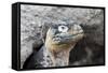 Ecuador, Galapagos Islands, Plaza Sur, Land Iguana,. Female Land Iguana at the Mouth of Her Den-Ellen Goff-Framed Stretched Canvas