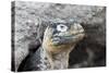 Ecuador, Galapagos Islands, Plaza Sur, Land Iguana,. Female Land Iguana at the Mouth of Her Den-Ellen Goff-Stretched Canvas