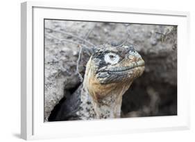 Ecuador, Galapagos Islands, Plaza Sur, Land Iguana,. Female Land Iguana at the Mouth of Her Den-Ellen Goff-Framed Photographic Print