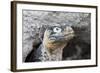 Ecuador, Galapagos Islands, Plaza Sur, Land Iguana,. Female Land Iguana at the Mouth of Her Den-Ellen Goff-Framed Photographic Print