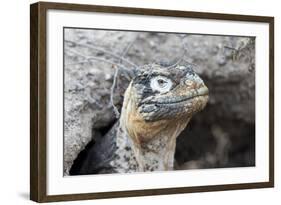 Ecuador, Galapagos Islands, Plaza Sur, Land Iguana,. Female Land Iguana at the Mouth of Her Den-Ellen Goff-Framed Photographic Print