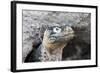 Ecuador, Galapagos Islands, Plaza Sur, Land Iguana,. Female Land Iguana at the Mouth of Her Den-Ellen Goff-Framed Photographic Print