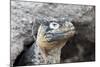 Ecuador, Galapagos Islands, Plaza Sur, Land Iguana,. Female Land Iguana at the Mouth of Her Den-Ellen Goff-Mounted Photographic Print