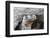 Ecuador, Galapagos Islands, Plaza Sur, Land Iguana,. Female Land Iguana at the Mouth of Her Den-Ellen Goff-Framed Photographic Print