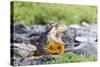 Ecuador, Galapagos Islands, Plaza Sur, Land Iguana,. Male Land Iguana Portrait-Ellen Goff-Stretched Canvas