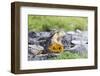 Ecuador, Galapagos Islands, Plaza Sur, Land Iguana,. Male Land Iguana Portrait-Ellen Goff-Framed Photographic Print