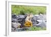 Ecuador, Galapagos Islands, Plaza Sur, Land Iguana,. Male Land Iguana Portrait-Ellen Goff-Framed Photographic Print