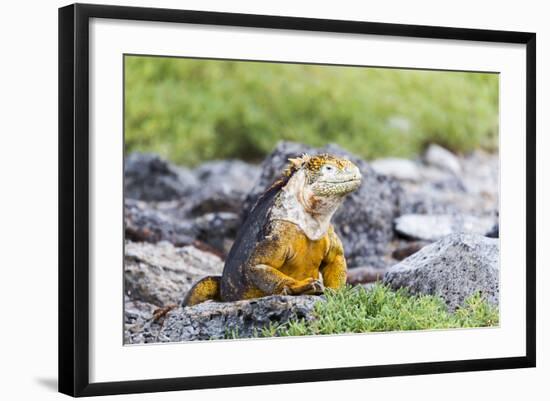 Ecuador, Galapagos Islands, Plaza Sur, Land Iguana,. Male Land Iguana Portrait-Ellen Goff-Framed Photographic Print