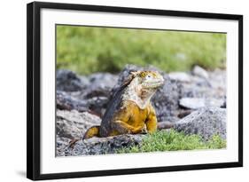 Ecuador, Galapagos Islands, Plaza Sur, Land Iguana,. Male Land Iguana Portrait-Ellen Goff-Framed Photographic Print