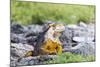 Ecuador, Galapagos Islands, Plaza Sur, Land Iguana,. Male Land Iguana Portrait-Ellen Goff-Mounted Photographic Print