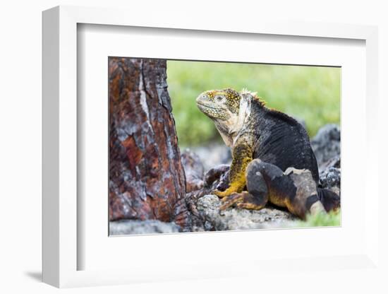 Ecuador, Galapagos Islands, Plaza Sur, Male Land Iguana-Ellen Goff-Framed Photographic Print