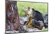 Ecuador, Galapagos Islands, Plaza Sur, Male Land Iguana-Ellen Goff-Mounted Photographic Print