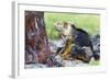 Ecuador, Galapagos Islands, Plaza Sur, Male Land Iguana-Ellen Goff-Framed Photographic Print