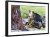 Ecuador, Galapagos Islands, Plaza Sur, Male Land Iguana-Ellen Goff-Framed Photographic Print