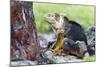 Ecuador, Galapagos Islands, Plaza Sur, Male Land Iguana-Ellen Goff-Mounted Photographic Print