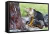 Ecuador, Galapagos Islands, Plaza Sur, Male Land Iguana-Ellen Goff-Framed Stretched Canvas