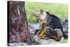 Ecuador, Galapagos Islands, Plaza Sur, Male Land Iguana-Ellen Goff-Stretched Canvas