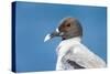 Ecuador, Galapagos Islands, Plaza Sur. Swallow-Tailed Gull Portrait-Ellen Goff-Stretched Canvas