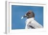 Ecuador, Galapagos Islands, Plaza Sur. Swallow-Tailed Gull Portrait-Ellen Goff-Framed Photographic Print