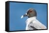 Ecuador, Galapagos Islands, Plaza Sur. Swallow-Tailed Gull Portrait-Ellen Goff-Framed Stretched Canvas