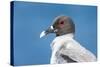 Ecuador, Galapagos Islands, Plaza Sur. Swallow-Tailed Gull Portrait-Ellen Goff-Stretched Canvas