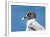 Ecuador, Galapagos Islands, Plaza Sur. Swallow-Tailed Gull Portrait-Ellen Goff-Framed Photographic Print