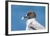 Ecuador, Galapagos Islands, Plaza Sur. Swallow-Tailed Gull Portrait-Ellen Goff-Framed Photographic Print