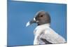 Ecuador, Galapagos Islands, Plaza Sur. Swallow-Tailed Gull Portrait-Ellen Goff-Mounted Photographic Print