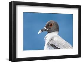 Ecuador, Galapagos Islands, Plaza Sur. Swallow-Tailed Gull Portrait-Ellen Goff-Framed Photographic Print