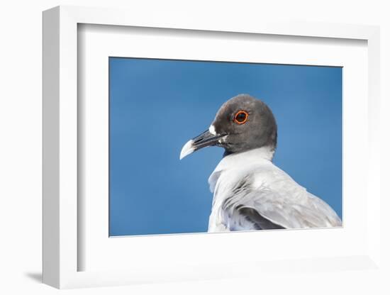 Ecuador, Galapagos Islands, Plaza Sur. Swallow-Tailed Gull Portrait-Ellen Goff-Framed Photographic Print