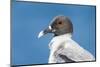 Ecuador, Galapagos Islands, Plaza Sur. Swallow-Tailed Gull Portrait-Ellen Goff-Mounted Photographic Print