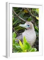 Ecuador, Galapagos Islands, Red-Footed Booby Perching in Mangrove Branches-Ellen Goff-Framed Photographic Print