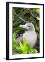 Ecuador, Galapagos Islands, Red-Footed Booby Perching in Mangrove Branches-Ellen Goff-Framed Photographic Print