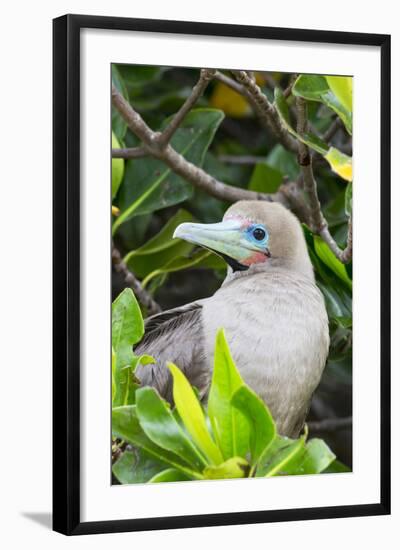 Ecuador, Galapagos Islands, Red-Footed Booby Perching in Mangrove Branches-Ellen Goff-Framed Photographic Print