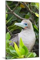 Ecuador, Galapagos Islands, Red-Footed Booby Perching in Mangrove Branches-Ellen Goff-Mounted Photographic Print