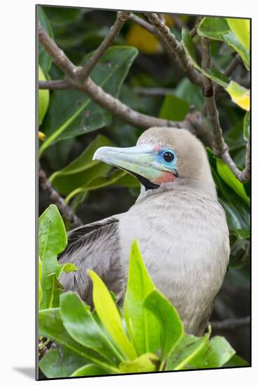 Ecuador, Galapagos Islands, Red-Footed Booby Perching in Mangrove Branches-Ellen Goff-Mounted Photographic Print