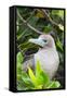 Ecuador, Galapagos Islands, Red-Footed Booby Perching in Mangrove Branches-Ellen Goff-Framed Stretched Canvas