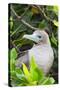 Ecuador, Galapagos Islands, Red-Footed Booby Perching in Mangrove Branches-Ellen Goff-Stretched Canvas