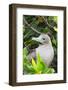 Ecuador, Galapagos Islands, Red-Footed Booby Perching in Mangrove Branches-Ellen Goff-Framed Photographic Print