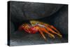 Ecuador, Galapagos Islands. Sally Lightfoot Crab under Rock-Jaynes Gallery-Stretched Canvas