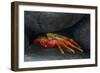 Ecuador, Galapagos Islands. Sally Lightfoot Crab under Rock-Jaynes Gallery-Framed Photographic Print