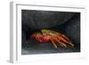 Ecuador, Galapagos Islands. Sally Lightfoot Crab under Rock-Jaynes Gallery-Framed Photographic Print