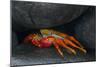 Ecuador, Galapagos Islands. Sally Lightfoot Crab under Rock-Jaynes Gallery-Mounted Photographic Print
