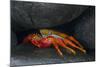 Ecuador, Galapagos Islands. Sally Lightfoot Crab under Rock-Jaynes Gallery-Mounted Photographic Print