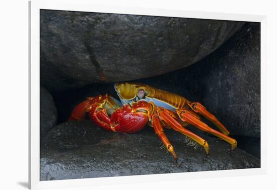 Ecuador, Galapagos Islands. Sally Lightfoot Crab under Rock-Jaynes Gallery-Framed Photographic Print